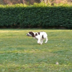 Springer spaniel & Cocker